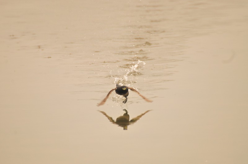 Camminare sull''acqua .... si pu�.